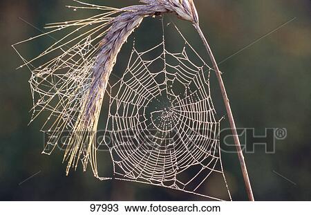 Stock Image - Close-up of Cobweb spider's web on ear of corn . Fotosearch