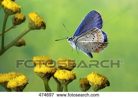 Close-up of Common Blue (Polyommatus icarus) butterfly hovering over flower View Large Photo Image Stock Photo - Close-up of Common Blue (Polyommatus icarus) butterfly hovering over flower . Fotosearch