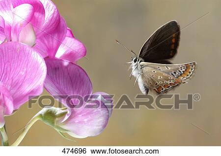 Close-up of Common Blue (Polyommatus icarus) butterfly hovering over flower View Large Photo Image Stock Photograph - Close-up of Common Blue (Polyommatus icarus) butterfly hovering over flower . Fotosearch