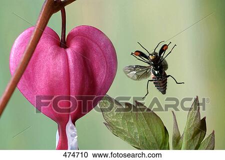 Close-up of Common Malachite beetle (Malachius bipustulatus) hovering over leaves View Large Photo Image Stock Image - Close-up of Common Malachite beetle (Malachius bipustulatus) hovering over leaves . Fotosearch