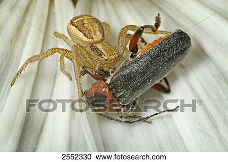 Stock Image - Close-up of Crab spider with prey of Soldier beetle on flower . Fotosearch