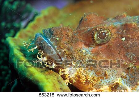 Close-up of Crocodile Fish (Papilloculiceps Longiceps) underwater, Phuket, Thailand View Large Photo Image Stock Photography - Close-up of Crocodile Fish (Papilloculiceps Longiceps) underwater, Phuket, Thailand . Fotosearch