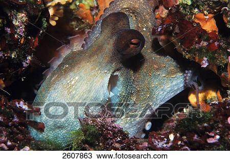 Stock Image - Close-up of cuttlefish underwater, Atlantic Ocean . Fotosearch