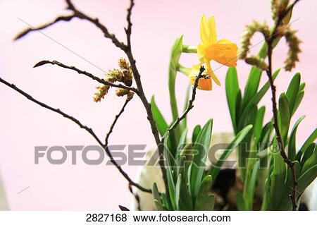 Stock Photo - Close-up of daffodil plant growing in pot . Fotosearch