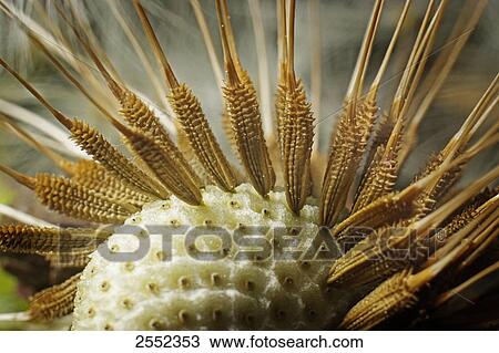 Close-up of dandelion seed View Large Photo Image Stock Image - Close-up of dandelion seed . Fotosearch