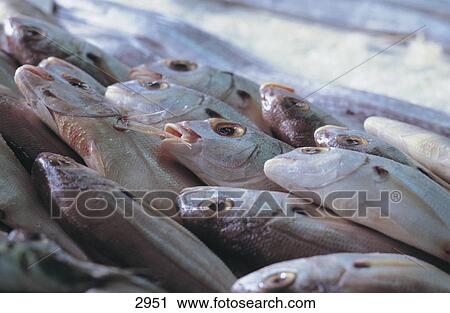 Stock Image - Close-up of dead fish, Lisbon, Portugal, Europe . Fotosearch