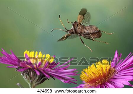 Stock Photo - Close-up of Dock bug (Coreus marginatus) hovering over flower . Fotosearch