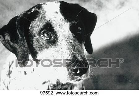 Close-up of dog's face View Large Photo Image Stock Image - Close-up of dog's face . Fotosearch