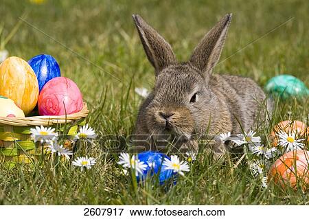 Stock Photo - Close-up of Easter bunny with easter eggs in field . Fotosearch
