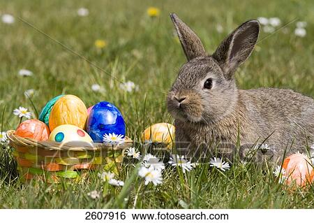 Stock Photograph - Close-up of Easter bunny with easter eggs in field . Fotosearch