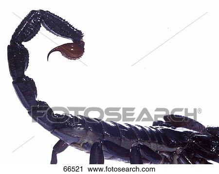 Stock Image - Close-up of Emperor scorpion's (Pandinus imperator) tail on white background . Fotosearch