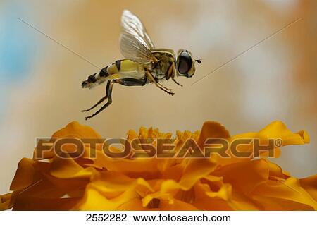 Stock Image - Close-up of European hoverfly (Helophilus pendulus) hovering over flower . Fotosearch