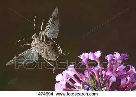 Close-up of European stink bug (Rhaphigaster nebulosa) hovering over flower View Large Photo Image Picture - Close-up of European stink bug (Rhaphigaster nebulosa) hovering over flower . Fotosearch