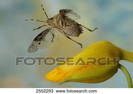 Stock Image - Close-up of European stink bug (Rhaphigaster nebulosa) flying over flower . Fotosearch