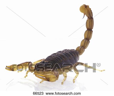 Stock Image - Close-up of Fat-tailed scorpion on white background . Fotosearch