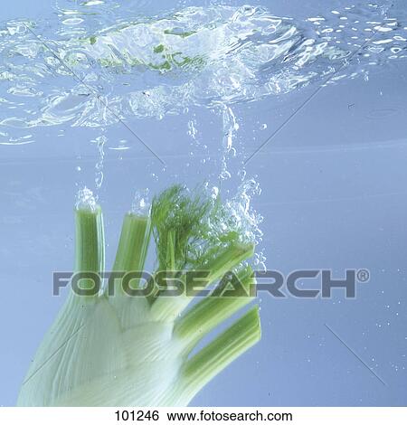 Close-up of fennel splashing in water View Large Photo Image Stock Photograph - Close-up of fennel splashing in water . Fotosearch
