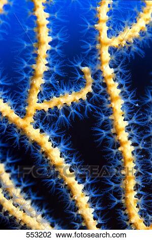 Stock Image - Close-up of Finger Sea Fan (Diodogorgia nodulifera) underwater, Croatia . Fotosearch