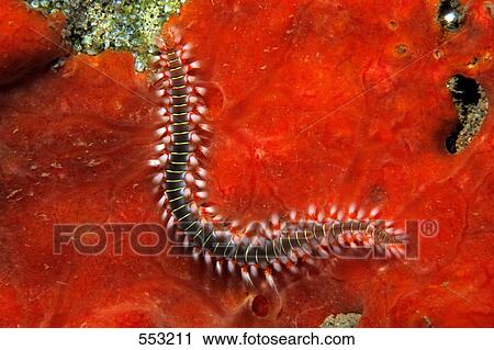 Close-up of Fire Worm (Hermodice Carunculata) underwater, Fuertoventura, Canary Islands, Spain View Large Photo Image Stock Image - Close-up of Fire Worm (Hermodice Carunculata) underwater, Fuertoventura, Canary Islands, Spain . Fotosearch