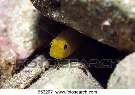 Close-up of fish hiding in rock underwater, Croatia View Large Photo Image Stock Photo - Close-up of fish hiding in rock underwater, Croatia . Fotosearch