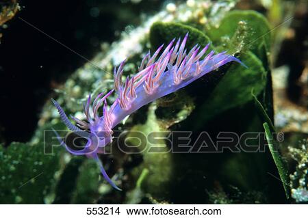 Close-up of Flabellina Affinis slug underwater, Croatia View Large Photo Image Picture - Close-up of Flabellina Affinis slug underwater, Croatia . Fotosearch