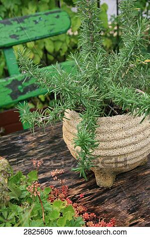 Close-up of flower pot on bench View Large Photo Image Stock Photography - Close-up of flower pot on bench . Fotosearch
