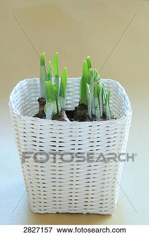 Close-up of flower pot View Large Photo Image Stock Photo - Close-up of flower pot . Fotosearch