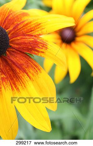 Stock Photo - Close-up of flower . Fotosearch
