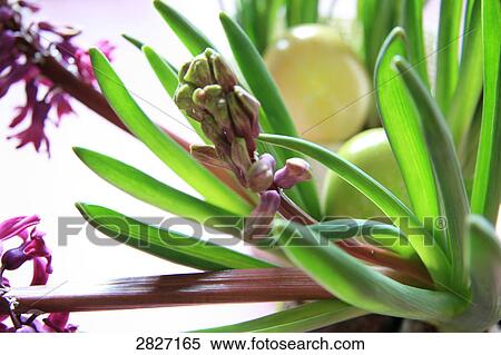 Close-up of flower View Large Photo Image Stock Photography - Close-up of flower . Fotosearch