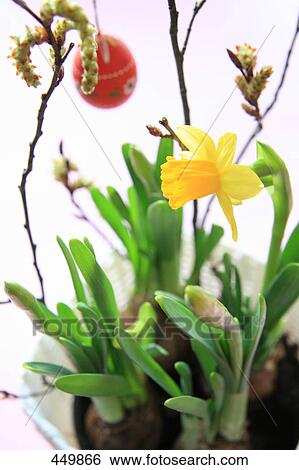 Stock Photograph - Close-up of flowering plant . Fotosearch