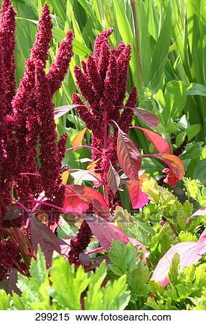 Close-up of flowers and plants View Large Photo Image Stock Photography - Close-up of flowers and plants . Fotosearch