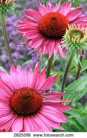 Stock Photo - Close-up of flowers blooming in field . Fotosearch