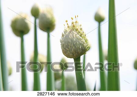 Close-up of flower's bud View Large Photo Image Stock Photograph - Close-up of flower's bud . Fotosearch