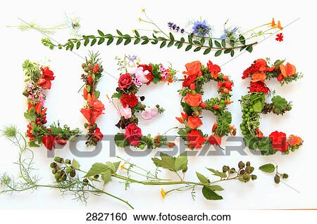 Close-up of flowers forming word Liebe on white background View Large Photo Image Stock Image - Close-up of flowers forming word Liebe on white background . Fotosearch