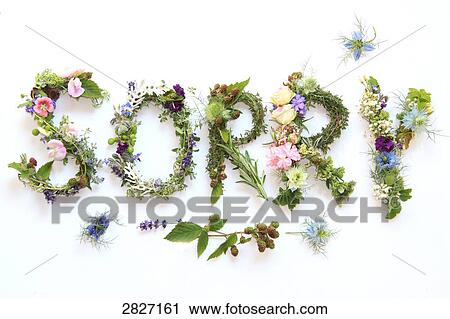 Stock Image - Close-up of flowers forming word Sorry on white background . Fotosearch