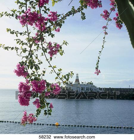 Close-up of flowers in bloom with lighthouse in the background, Puerto de Mogan, Gran Canaria, Canary Islands, Spain View Large Photo Image Stock Image - Close-up of flowers in bloom with lighthouse in the background, Puerto de Mogan, Gran Canaria, Canary Islands, Spain . Fotosearch
