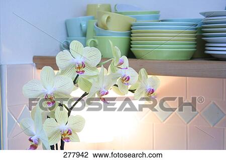 Close-up of flowers View Large Photo Image Stock Image - Close-up of flowers . Fotosearch