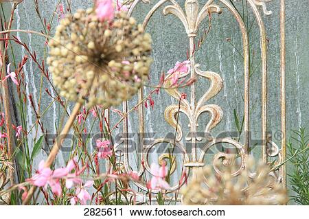 Close-up of flowers View Large Photo Image Stock Image - Close-up of flowers . Fotosearch