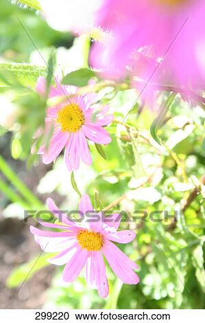 Close-up of flowers View Large Photo Image Stock Image - Close-up of flowers . Fotosearch