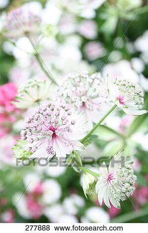 Close-up of flowers View Large Photo Image Stock Photo - Close-up of flowers . Fotosearch