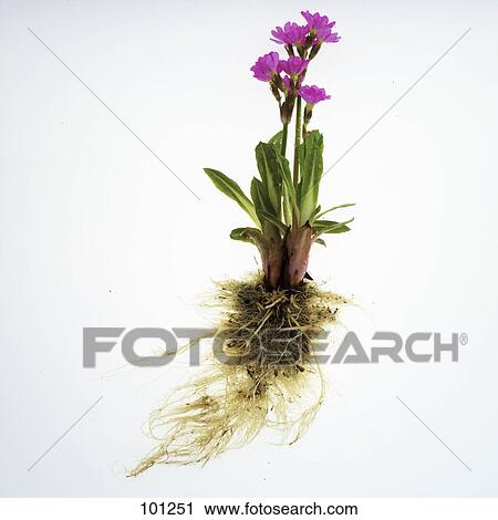Stock Image - Close-up of flowers with roots against white background . Fotosearch