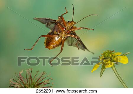 Close-up of Forest bug (Pentatoma rufipes) flying over flower View Large Photo Image Stock Image - Close-up of Forest bug (Pentatoma rufipes) flying over flower . Fotosearch