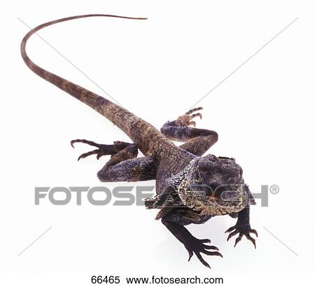 Close-up of Frill-necked lizard (Chlamydosaurus kingii) on white background  View Large Photo Image Stock Photography - Close-up of Frill-necked lizard (Chlamydosaurus kingii) on white background . Fotosearch