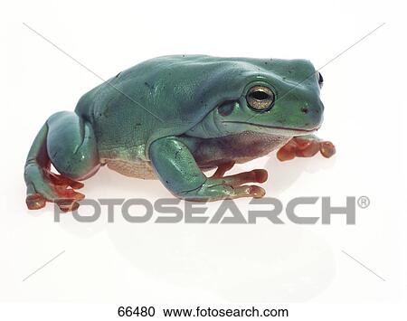 Close-up of frog on white background View Large Photo Image Stock Image - Close-up of frog on white background . Fotosearch