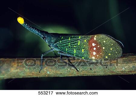Close-up of Fulgoromorpha on branch, Medan, Indonesia View Large Photo Image Stock Photo - Close-up of Fulgoromorpha on branch, Medan, Indonesia . Fotosearch