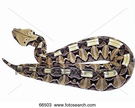 Close-up of gaboon viper on white background View Large Photo Image Stock Image - Close-up of gaboon viper on white background . Fotosearch