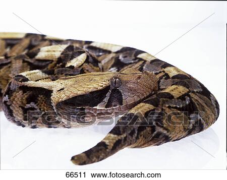 Close-up of gaboon viper on white background View Large Photo Image Stock Image - Close-up of gaboon viper on white background . Fotosearch