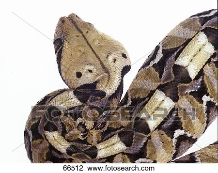 Stock Image - Close-up of gaboon viper on white background . Fotosearch