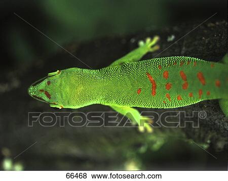 Close-up of Giant Day Gecko (Phelsuma grandis) in water View Large Photo Image Stock Photo - Close-up of Giant Day Gecko (Phelsuma grandis) in water . Fotosearch