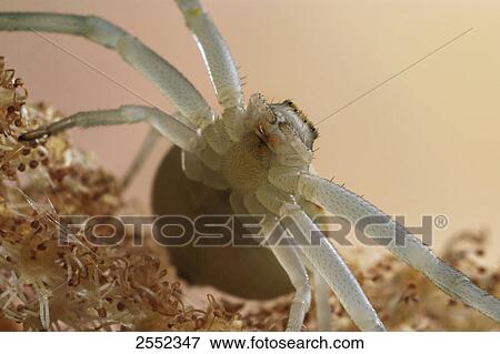 Stock Photo - Close-up of Goldenrod Crab spider (Misumena vatia) . Fotosearch