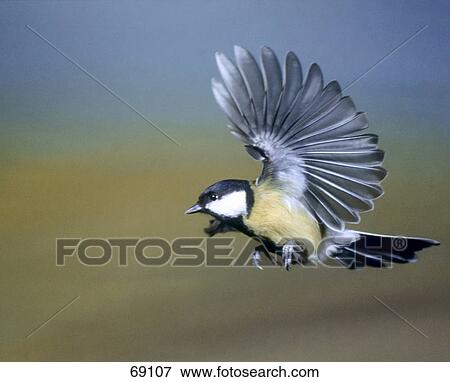 Close-up of Great Tit (Parus major) bird in flight View Large Photo Image Stock Photo - Close-up of Great Tit (Parus major) bird in flight . Fotosearch